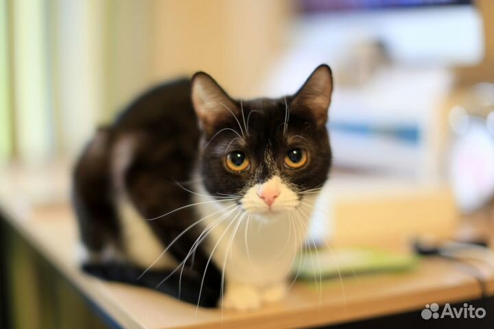 Кошечка 1 год, в добрые руки