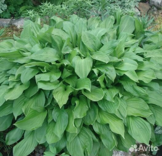 Спирея Белоснежный водопад