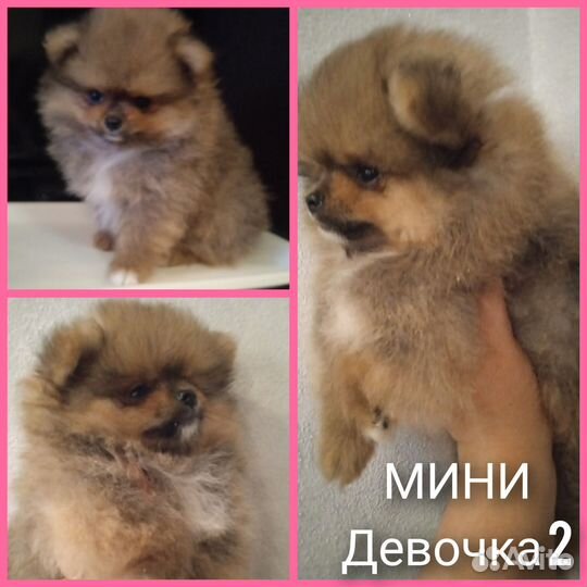 Щенки шпица