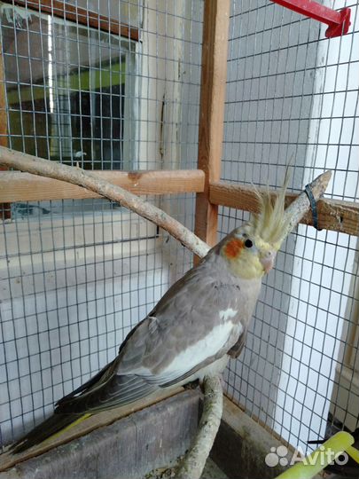 Попугай корелла девочка