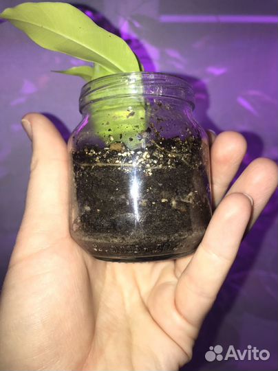 Фикус еллоу голд