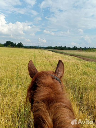 Конные прогулки
