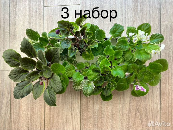 Фиалки стандарты(детки)