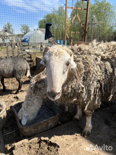 Бараны, козы