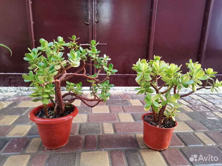 Денежное дерево