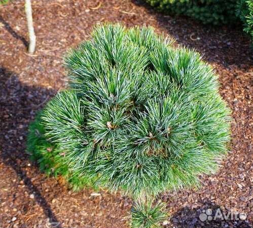 Сосна румелийская