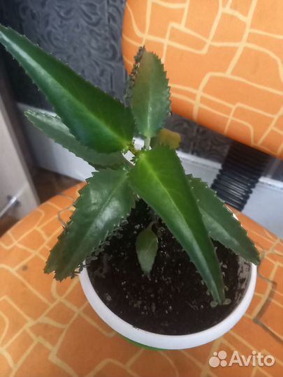 Продам каланхоэ
