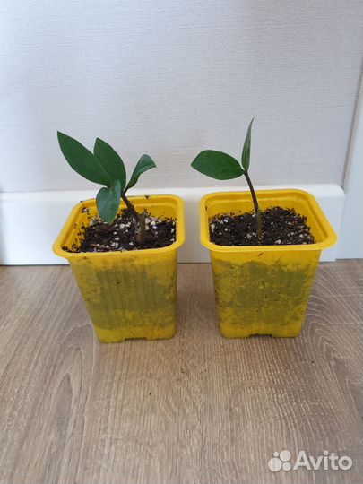 Замиокулькас