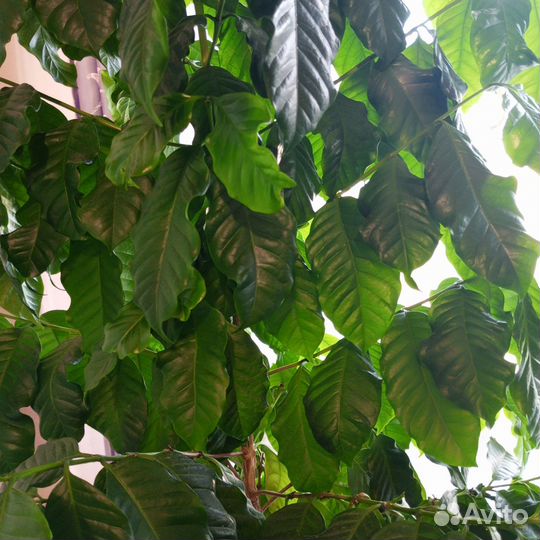 Кофейное дерево арабика