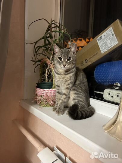 Пристраивается кошечка