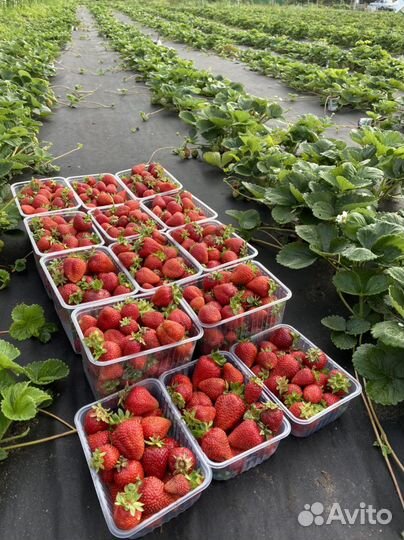 Клубника свежая