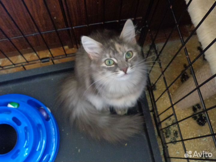 Кошка в добрые руки