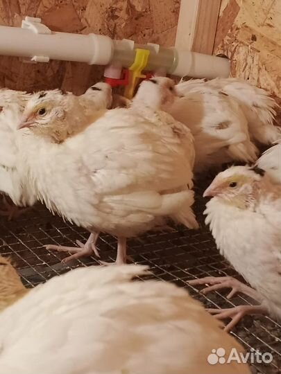 Перепела продажа