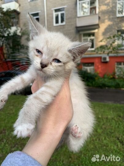 Очень красивый, крошечный котенок на улице