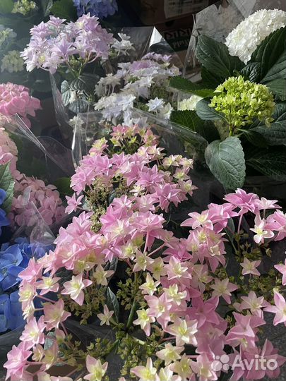 Цветы в ассортименте