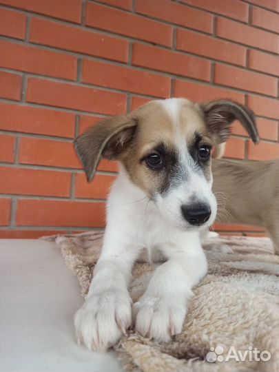 Щеночки звоночки для любящих людей