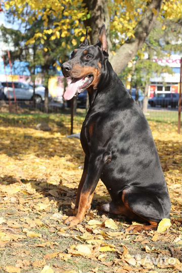 Доберман-вязка