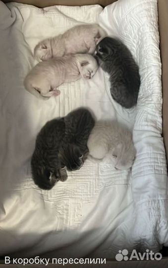 Шотландские котята