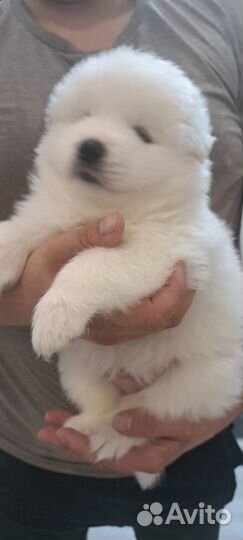 Щенки самоеда