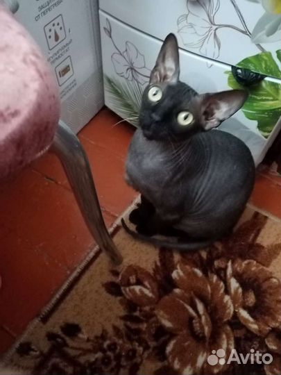 Канадский сфинкс