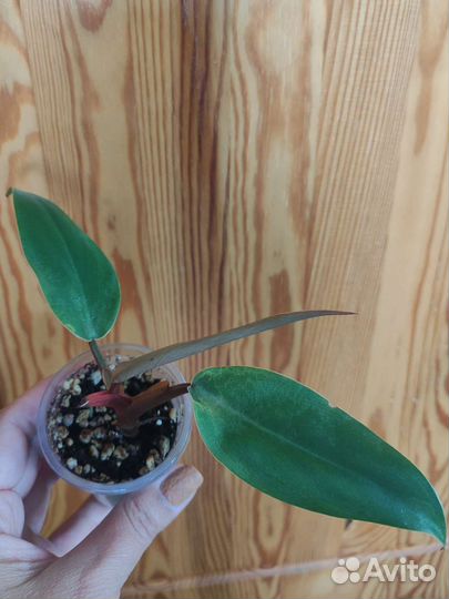 Набор из 8 цветов