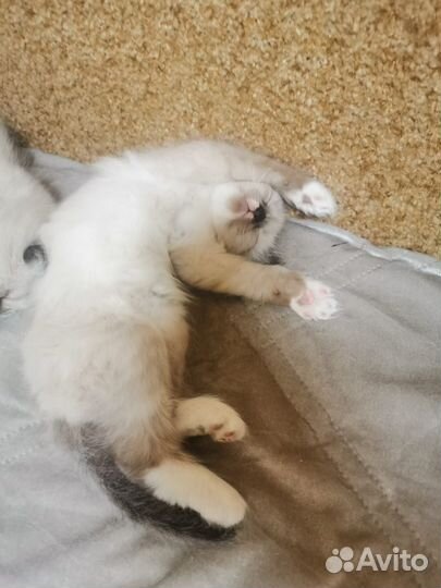 Котята рэгдолл