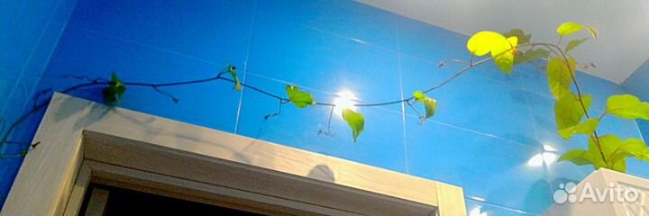 Пасифлора (маракуйя)