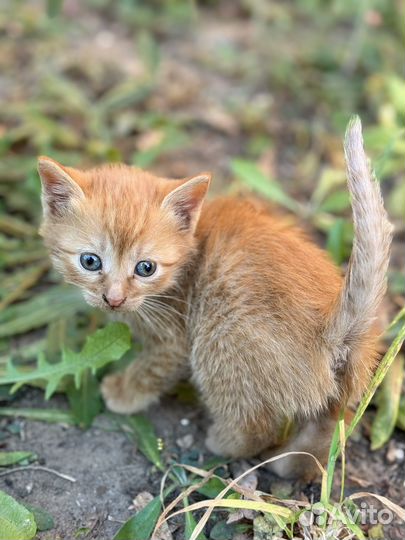 Отдам в добрые руки котят