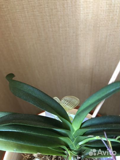 Аскофинетия