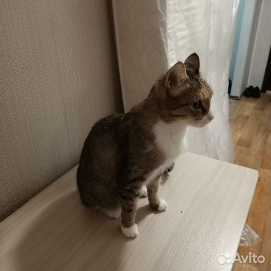 Кошка в дар бесплатно