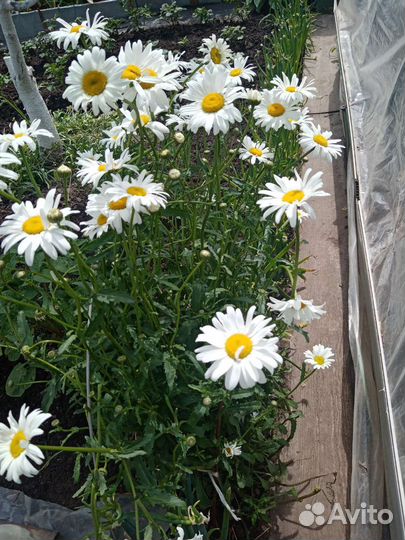 Растения для сада