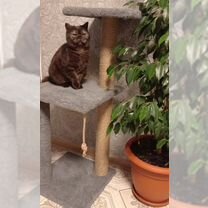 Котята , девочка