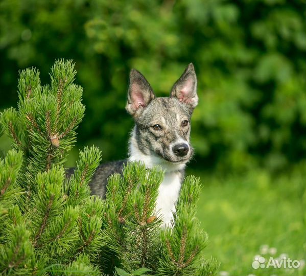 Щенок в добрые руки