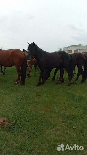 Жеребец полутяжеловоз