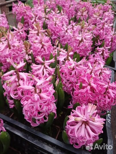 Геацинт в горшке