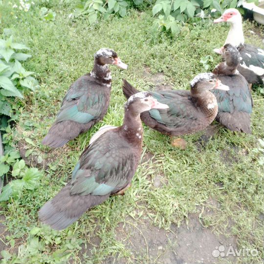 Утки, селезни