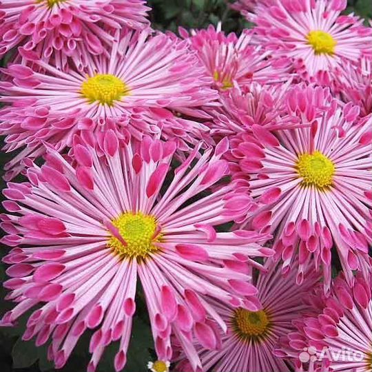 Хризантема корейская, мультифлора (оптом)