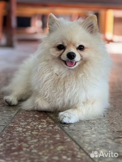 Ветеринарный врач выезд на дом