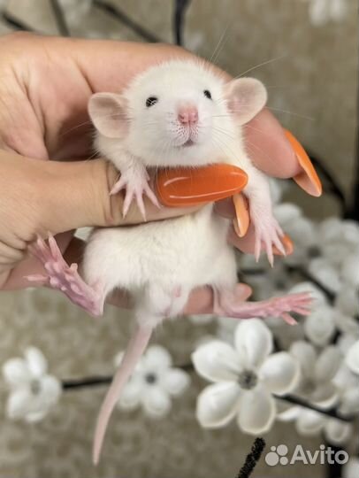 Крысы Дамбо. Крысята Дамбо от питомника