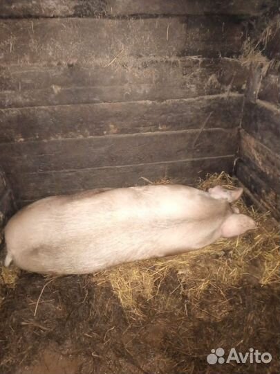 Хряк на племя