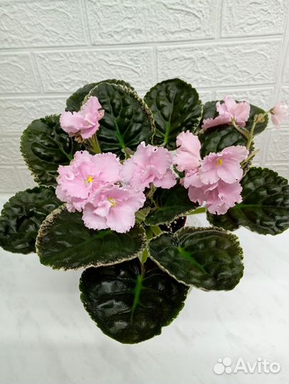 Фиалка цветущая