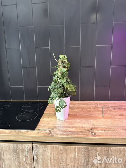 Монстера monstera acumunata