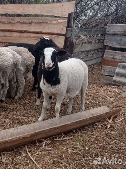 Бараны от дорпера
