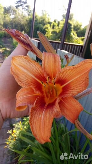 Цветы многолетники