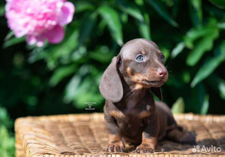 Мини и кроличьи щенки