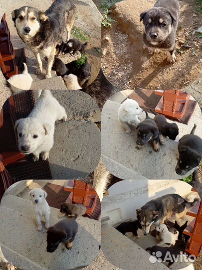 Щенки