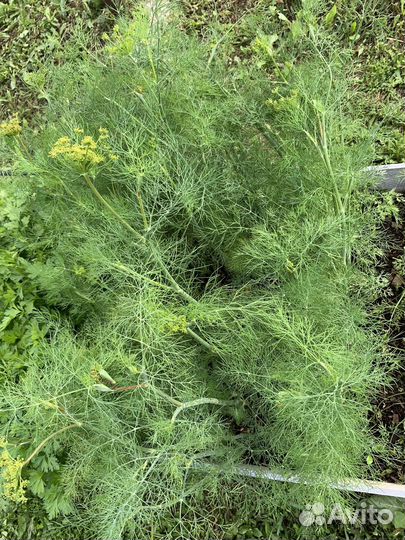 Свежая зелень