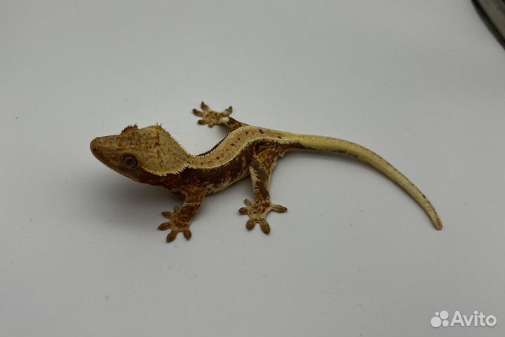 Самки реснитчатого бананаеда, морфы Lilly White