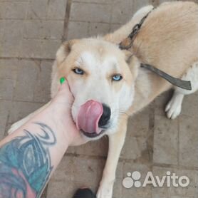 Собаки и щенки🐕 породы Лайка: купить недорого в Хотьково
