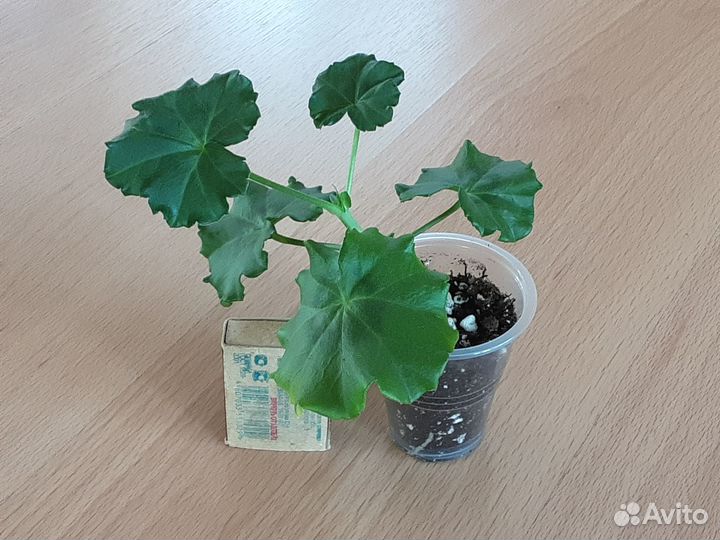 Сортовые пеларгонии